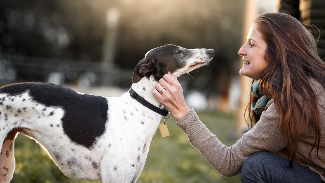 Medium sized dogs clearance that shed very little